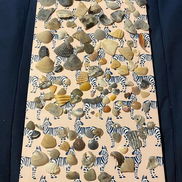 Assorted Seashell Collection - Picture 9 of 9